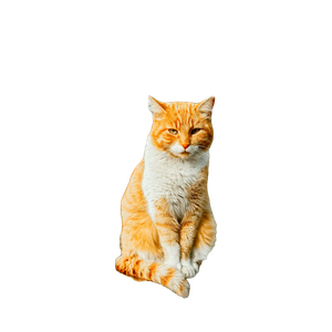 A Ginger Cat Sits Calmly On A Ledge In An Urban Park With Buildings In The Background. 20064 - Cat PNG image with transparent background